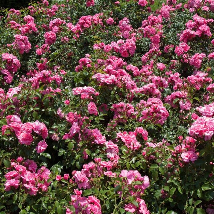 Miniatuurroos roos op stam - Rosa 'Lovely Fairy' 