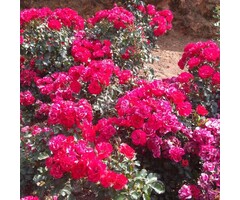 Miniatuurroos roos op stam - Rosa 'Fairy Queen'