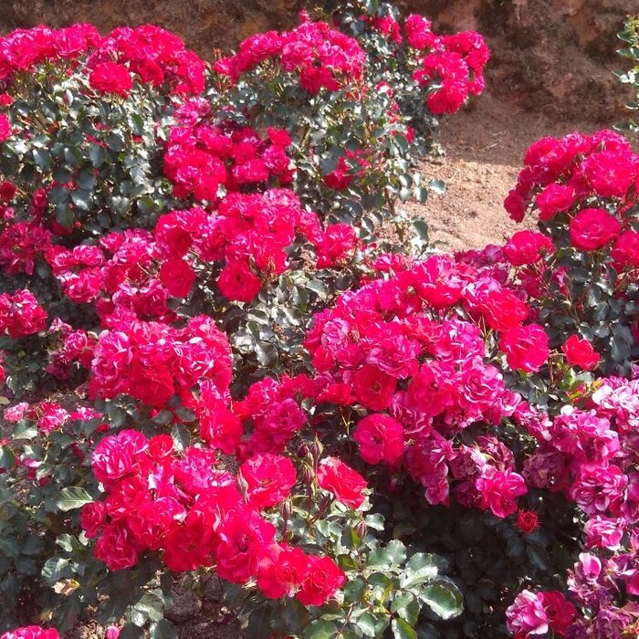 Miniatuurroos roos op stam - Rosa 'Fairy Queen'