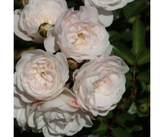 Miniatuurroos roos op stam -Rosa 'Crystal Fairy' stamroos