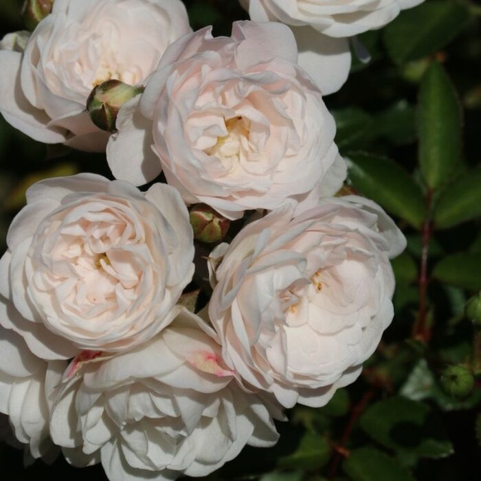 Miniatuurroos roos op stam - Rosa 'Crystal Fairy'