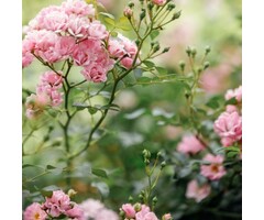 Miniatuurroos roos op stam - Rosa 'Lovely Fairy' 