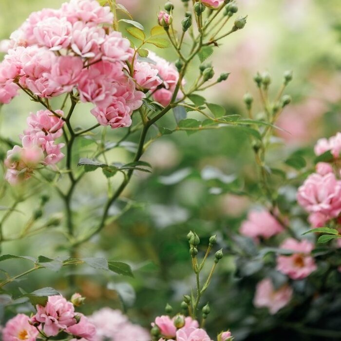 Miniatuurroos roos op stam - Rosa 'Lovely Fairy' 