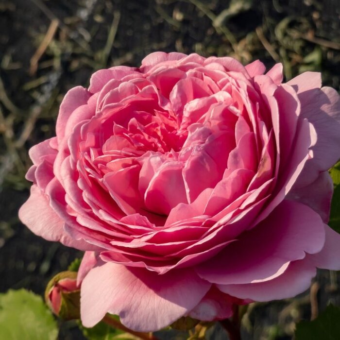 Grootbloemige roos op stam - Roze