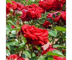 Grootbloemige roos op stam - Rood