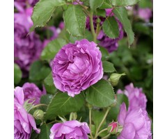 Grootbloemige roos op stam - Stamroos Paars