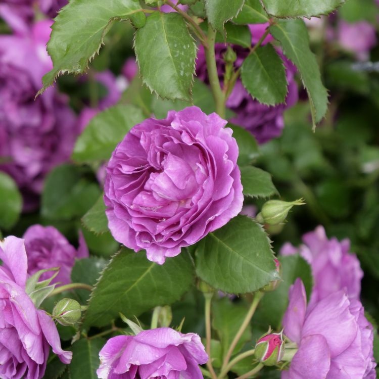 Grootbloemige roos op stam - Stamroos Paars