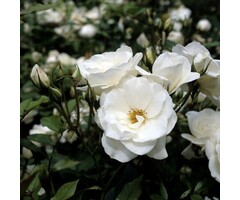 Grootbloemige roos op stam - Stamroos Wit