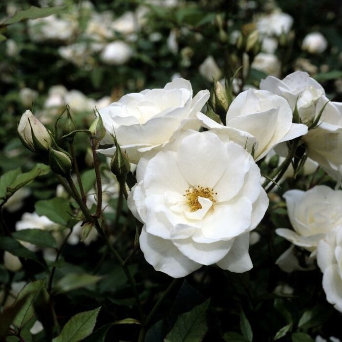 Grootbloemige roos op stam - Wit