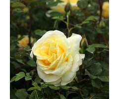 Grootbloemige roos op stam - Stamroos Geel