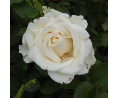 Grootbloemige roos op stam - Stamroos Crème