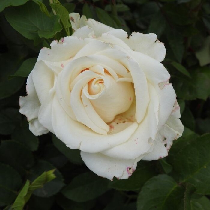 Grootbloemige roos op stam - Crème