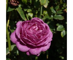 Grootbloemige roos op stam - Blauw