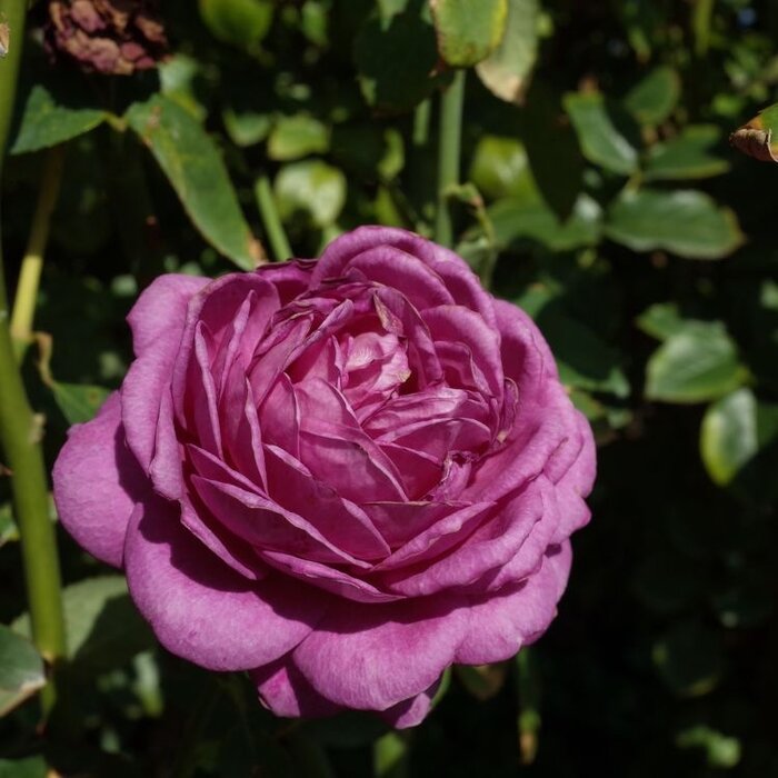 Grootbloemige roos op stam - stamroos Blauw