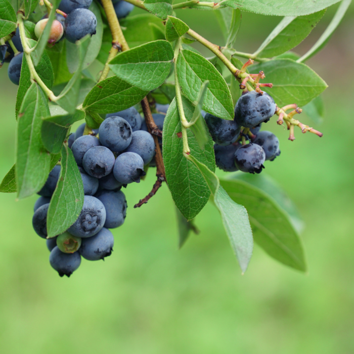 Blauwe Bes - Vaccinium corymbosum 'Duke'