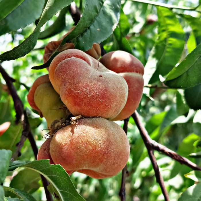 Nectarineleiboom - Prunus persica 'Flateryna'