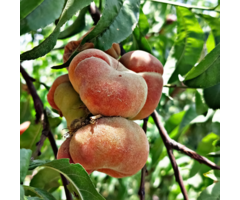 Nectarineboom - Prunus persica 'Flateryna'
