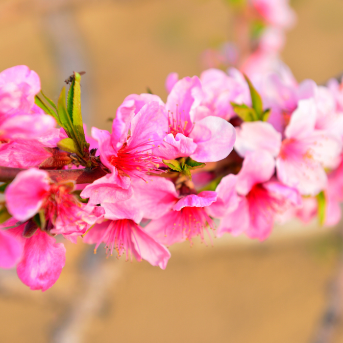 Nectarineboom - Prunus persica 'Flateryna'