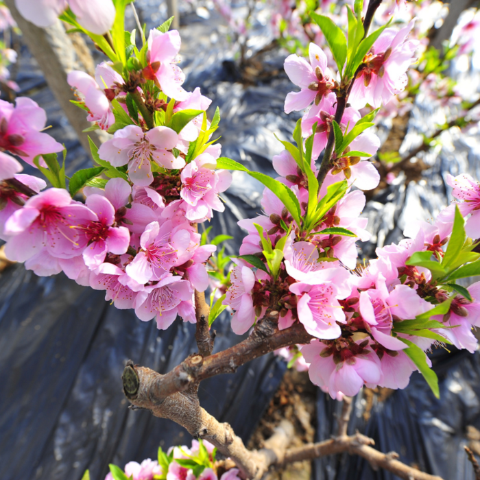 Perzik leiboom - Prunus persica 'Saturne'