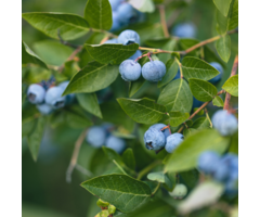 Blauwe Bes - Vaccinium corymbosum 'Bluejay'