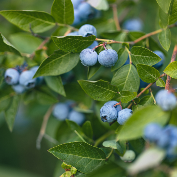 Blauwe Bes - Vaccinium corymbosum 'Bluejay'