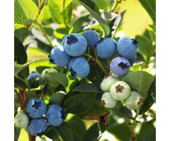 Blauwe Bes - Vaccinium corymbosum 'Chandler'