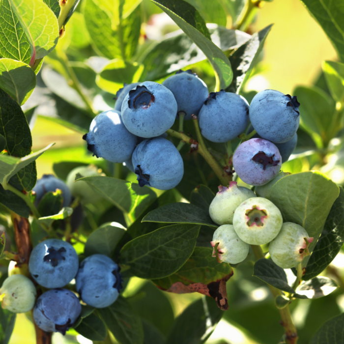 Blauwe Bes - Vaccinium corymbosum 'Chandler'