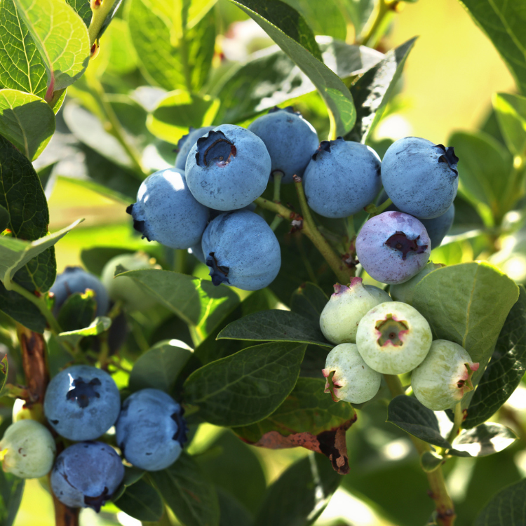 Blauwe Bes - Vaccinium corymbosum 'Chandler'