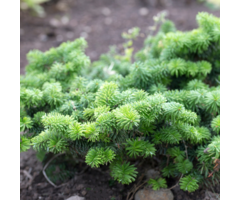 Abies balsamea 'Nana' - Balsemzilverspar