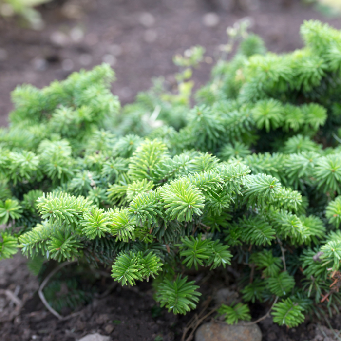 Abies balsamea 'Nana' - Balsemzilverspar