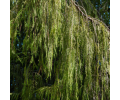 Treurcypres - Chamaecyparis nootkatensis 'Pendula'