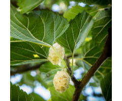 Witte moerbei - Morus alba 'Giant Fruit'