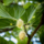 Witte moerbei - Morus alba 'Giant Fruit'
