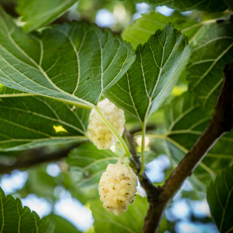 Witte moerbei - Morus alba 'Giant Fruit'