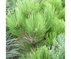 Zwarte den - Pinus nigra 'Green Tower'