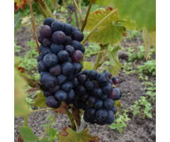 Blauwe druif - Vitis 'Regent'