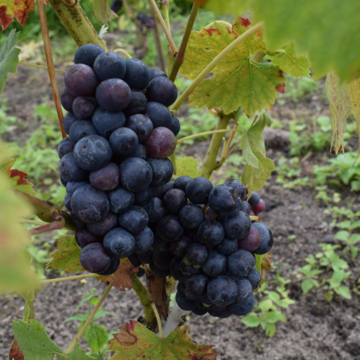 Blauwe druif - Vitis 'Regent'