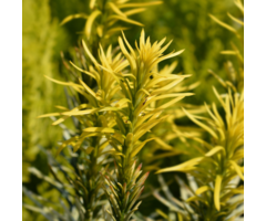 Knoptaxus - Cephalotaxus harringtonii 'Korean Gold'