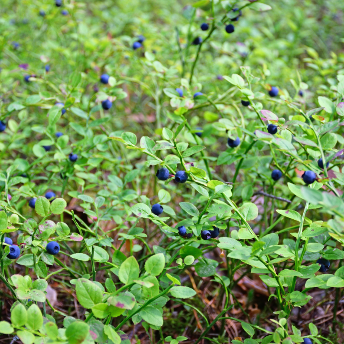Blauwe bes struik Vaccinium kopen? | Tuinplantenbezorgd.nl