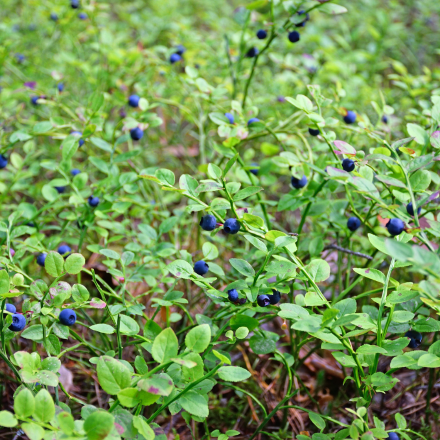 Blauwe bosbes - Vaccinium myrtillus - Tuinplantenbezorgd.nl