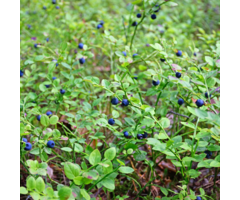 Blauwe bosbes - Vaccinium myrtillus