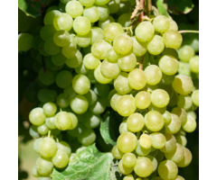 Witte druif (pitloos) - Vitis 'Lakemont'