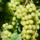 Witte druif (pitloos) - Vitis 'Lakemont'