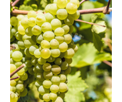 Witte druif (pitloos) - Vitis 'Millenium'