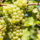 Witte druif (pitloos) - Vitis 'Millenium'