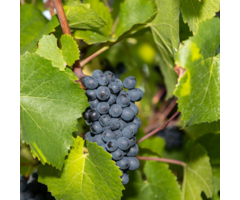 Blauwe druif - Vitis vinifera 'Nero'