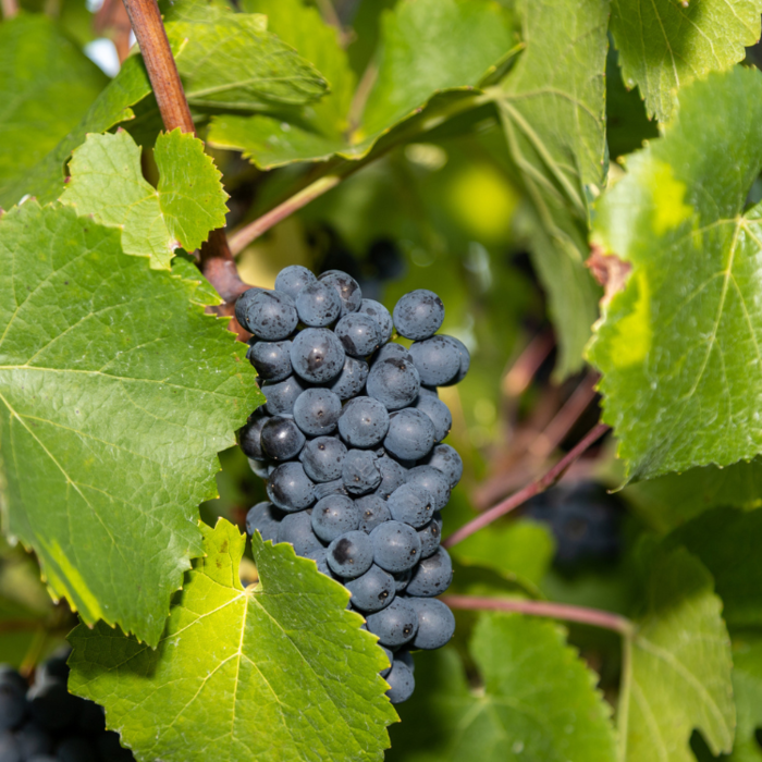 Blauwe druif - Vitis vinifera 'Nero'