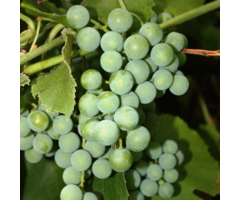 Witte druif - Vitis 'Phoenix'