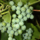 Witte druif - Vitis 'Phoenix'