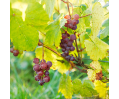 Rode druif - Vitis 'Vanessa'